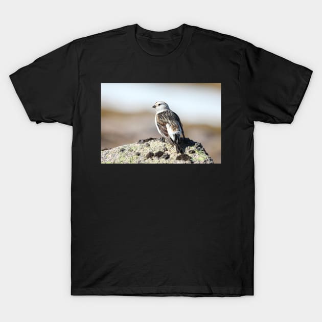 Snow bunting T-Shirt by orcadia